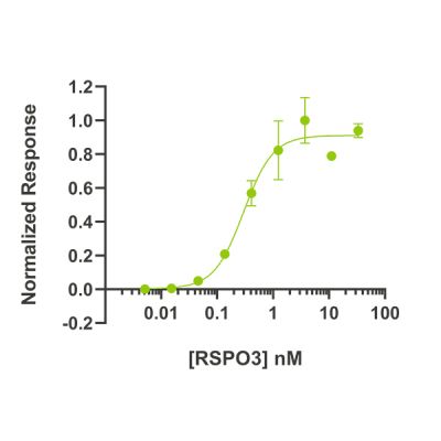 Bioactivity using a Wnt reporter assay in HEK293T cells. HEK293T cells transfected with Wnt-responsive firefly luciferase reporter TOPflash are treated with increasing concentrations of R-spondin 3 in the presence of Wnt-conditioned media (1: 8 dilution), in triplicate. The following day, luciferase activity is measured by luminescence. EC50 = 4.02 ng/mL (0.3 nM).